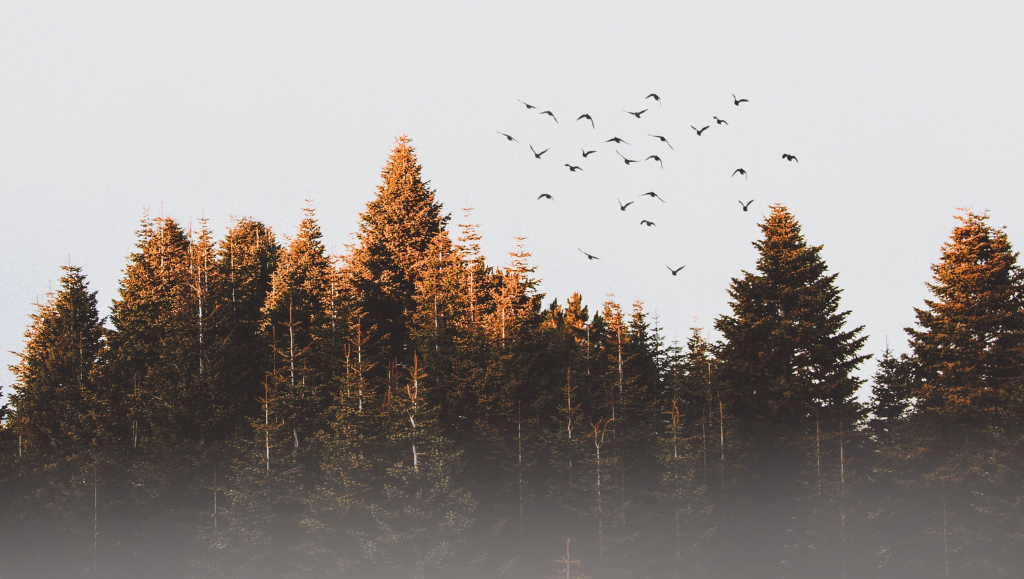 How to Wait Well: Lessons From Hannah